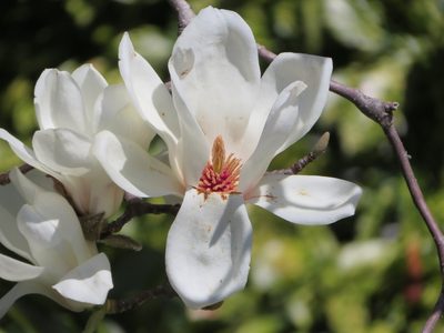 Magnolia denudata, photographed by Marco Mussita