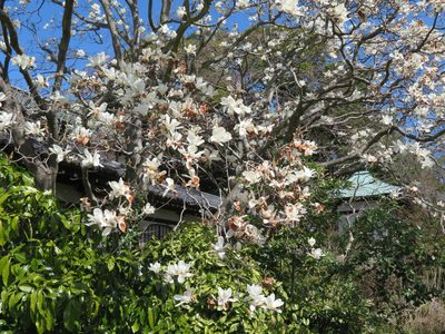 Magnolia denudata, photographed by Marco Mussita