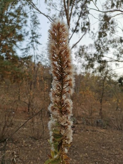 Acourtia moschata, photographed by Juan Carlos Pérez Magaña