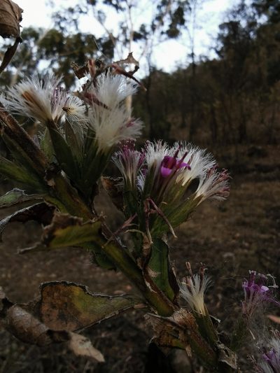 Acourtia moschata, photographed by Juan Carlos Pérez Magaña