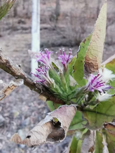 Acourtia moschata, photographed by Juan Carlos Pérez Magaña