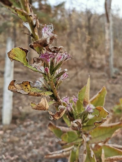 Acourtia moschata, photographed by Juan Carlos Pérez Magaña
