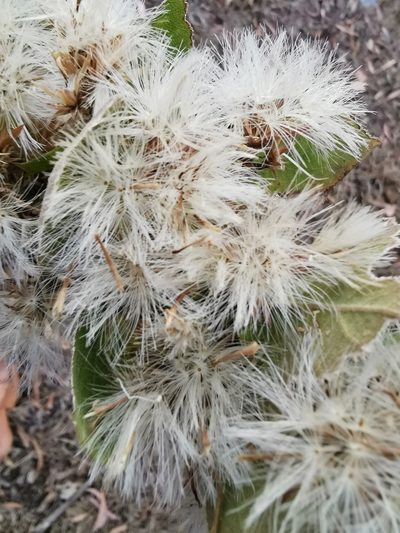 Acourtia moschata, photographed by Juan Carlos Pérez Magaña