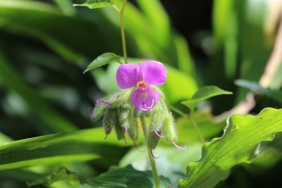 Tinantia erecta, photographed by Edgar Bovio
