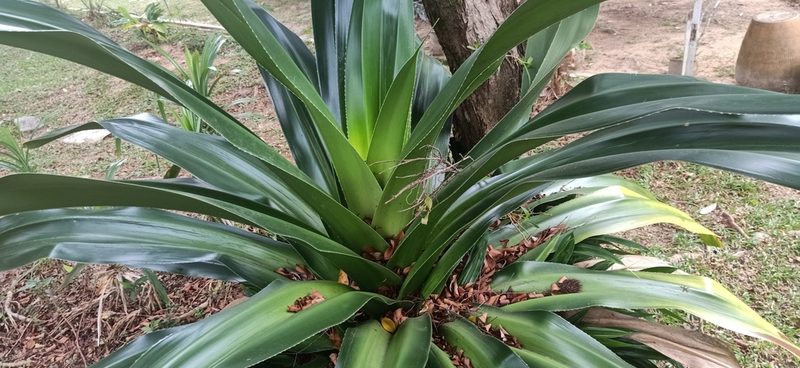 Pandanus dubius, photographed by Ong Jyh Seng