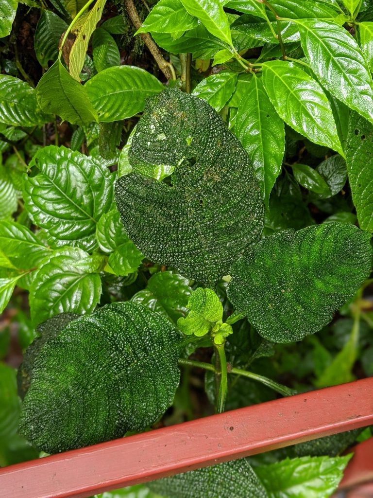 Hoffmannia areolata, photographed by Ben Keen