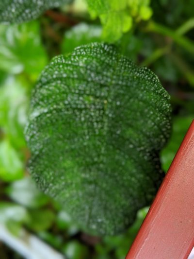 Hoffmannia areolata, photographed by Ben Keen