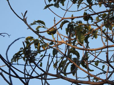 Hura crepitans, photographed by fede2cr