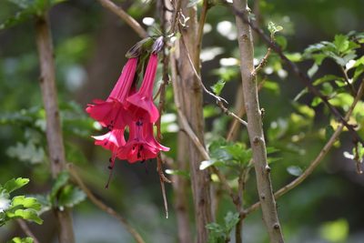 Cantua buxifolia, photographed by Ben Hayden