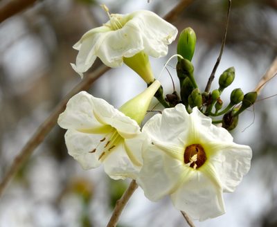 Ipomoea arborescens, photographed by Francisco Farriols Sarabia