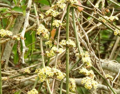 Euphorbia cymosa, photographed by Francisco Farriols Sarabia