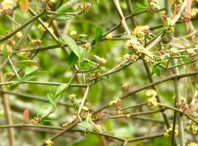 Euphorbia cymosa, photographed by Francisco Farriols Sarabia