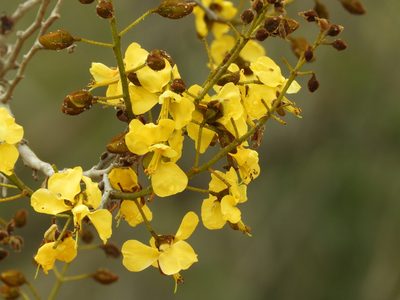 Cenostigma eriostachys, photographed by Francisco Farriols Sarabia