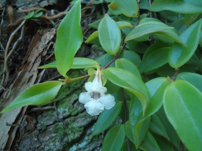Codonanthe gracilis, photographed by Tsssss