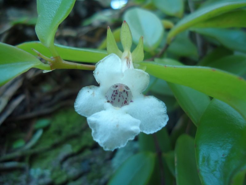 Codonanthe gracilis, photographed by Tsssss