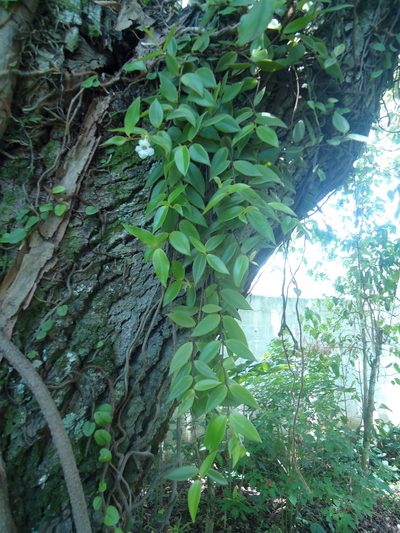 Codonanthe gracilis, photographed by Tsssss