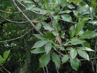 Fraxinus caroliniana, photographed by Michelle Sevcovas
