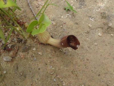 Aristolochia lutescens, photographed by Tsssss