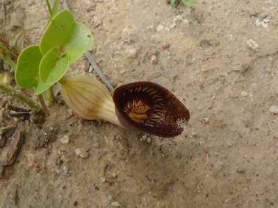 Aristolochia lutescens, photographed by Tsssss