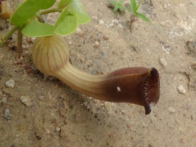 Aristolochia lutescens, photographed by Tsssss