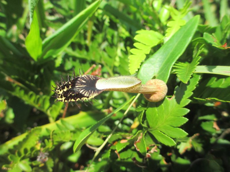 Aristolochia robertii, photographed by Tsssss