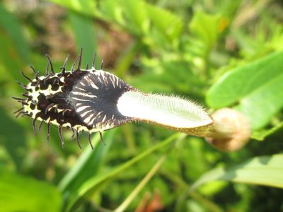 Aristolochia robertii, photographed by Tsssss