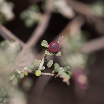Chenopodium spinescens, photographed by Kym Nicolson