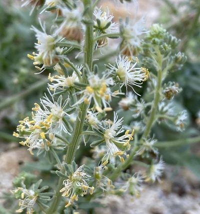 Reseda urnigera, photographed by desertnaturalist
