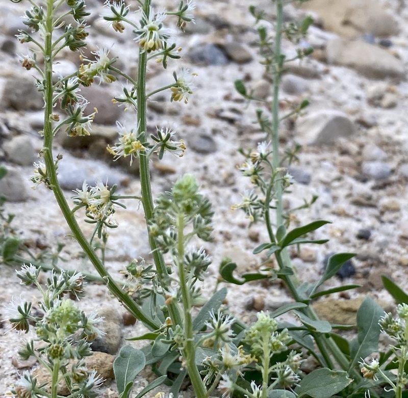 Reseda urnigera, photographed by desertnaturalist