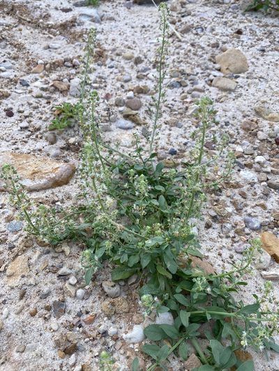 Reseda urnigera, photographed by desertnaturalist