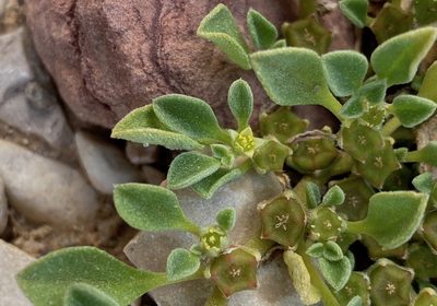 Aizoon canariense, photographed by desertnaturalist