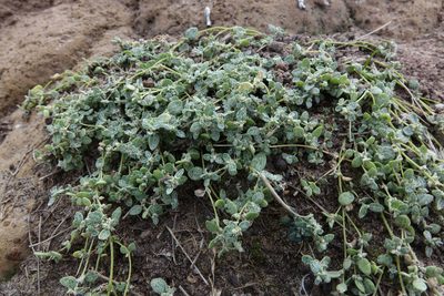 Atriplex buchananii, photographed by John Barkla