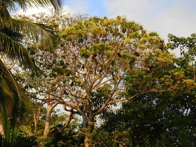 Gyrocarpus americanus, photographed by Rohit Naniwadekar
