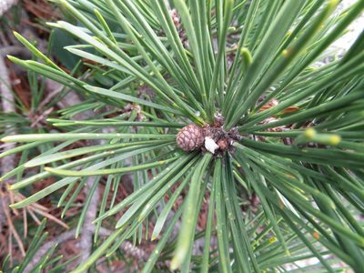 Pinus thunbergii, photographed by Marco Mussita