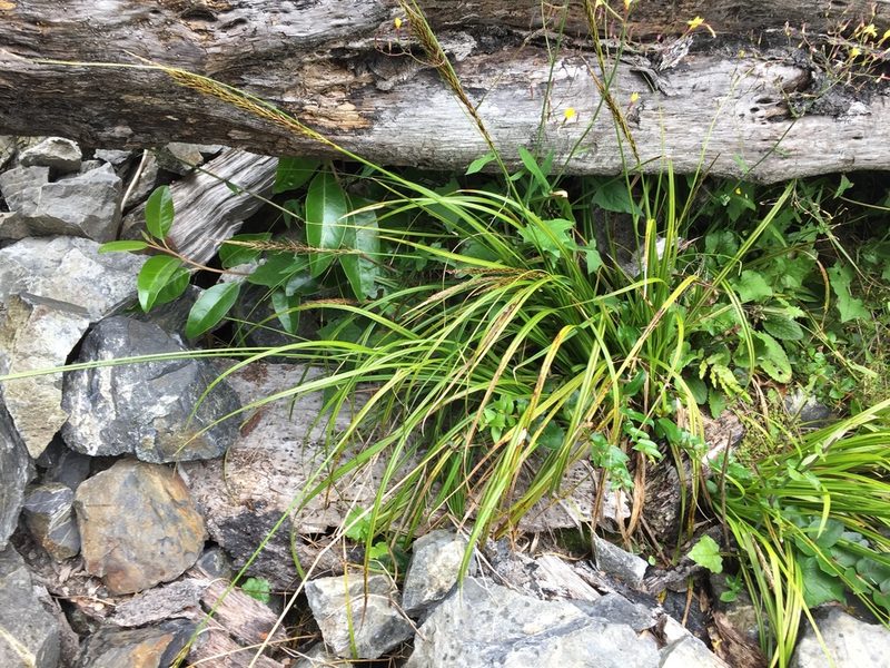 Carex corynoidea, photographed by Matt Scott