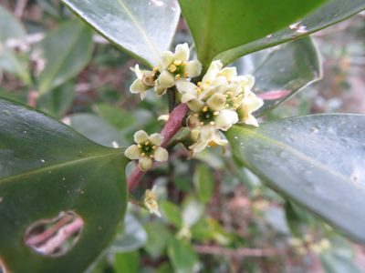 Microtropis japonica, photographed by Marco Mussita