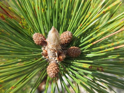 Pinus thunbergii, photographed by Marco Mussita