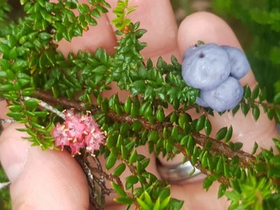 Trochocarpa thymifolia, photographed by Yoav Daniel Bar-Ness