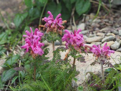 Pedicularis apodochila, photographed by Yoshimasa Uchiyama