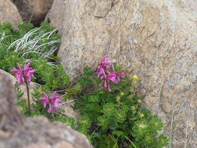 Pedicularis apodochila, photographed by Yoshimasa Uchiyama