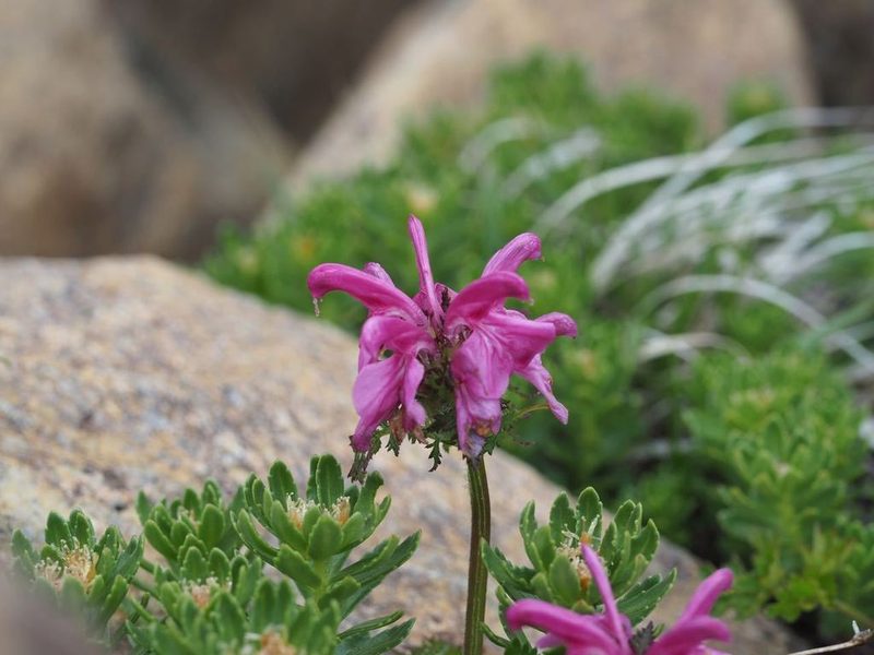Pedicularis apodochila, photographed by Yoshimasa Uchiyama
