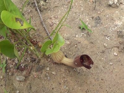 Aristolochia lutescens, photographed by Tsssss