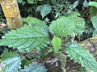 Girardinia diversifolia, photographed by 黃美滿
