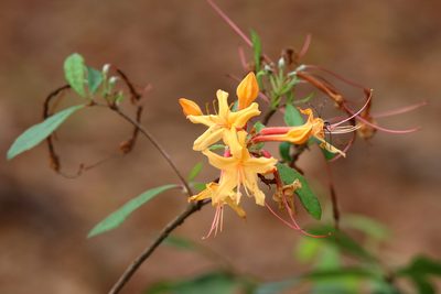 Rhododendron austrinum, photographed by Lauren McLaurin