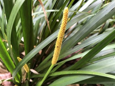 Acorus gramineus, photographed by 黃美滿