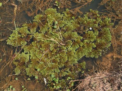 Salvinia cucullata, photographed by Oleg Kosterin