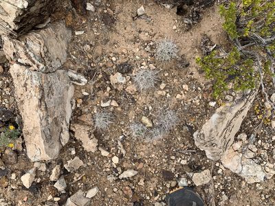 Pelecyphora macromeris, photographed by CK2AZ