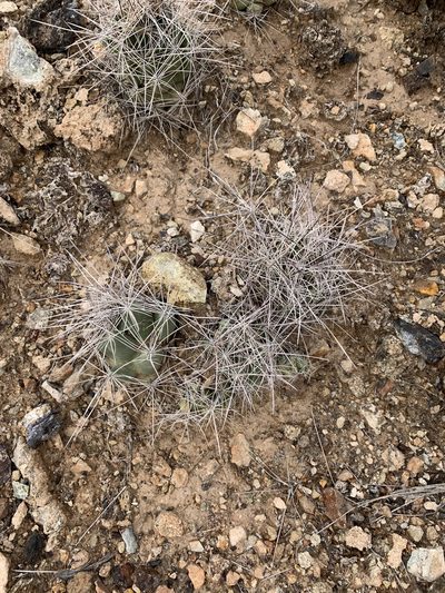 Pelecyphora macromeris, photographed by CK2AZ