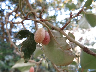 Elaeagnus macrophylla, photographed by Marco Mussita