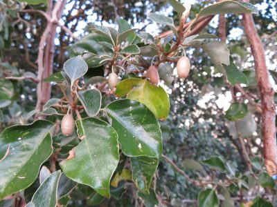 Elaeagnus macrophylla, photographed by Marco Mussita